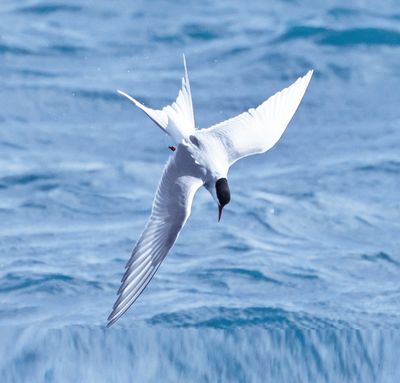 Arctic Tern