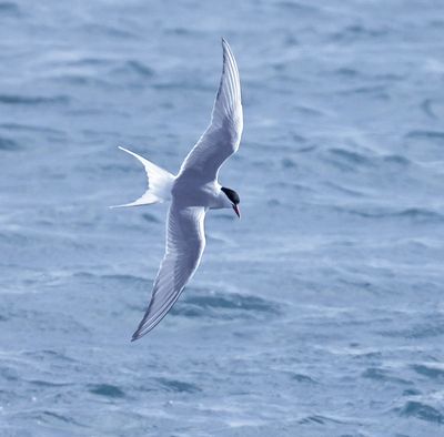 Arctic Tern 