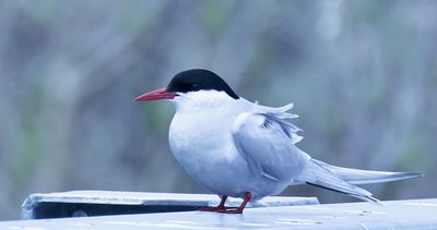 Arctic Tern 