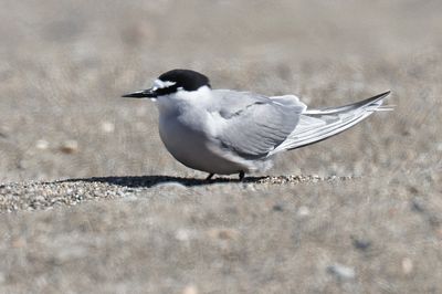 Aleutian Tern 