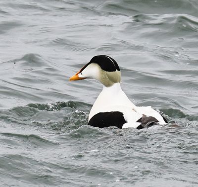 Common Eider