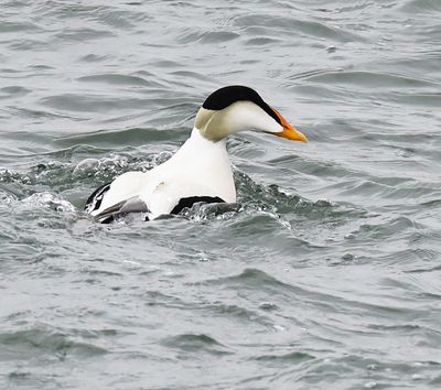 Common Eider