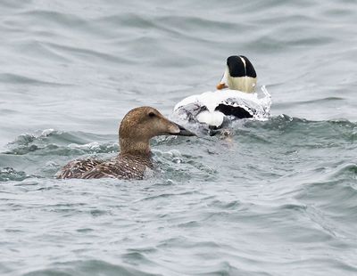 Common Eider 
