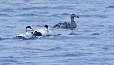 Common Eider Group