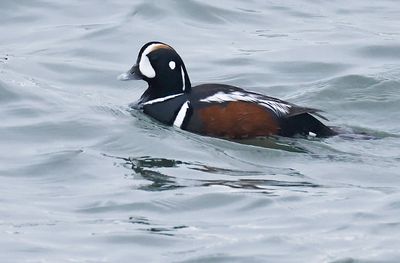 Harlequin Duck 