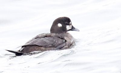 Harlequin Duck
