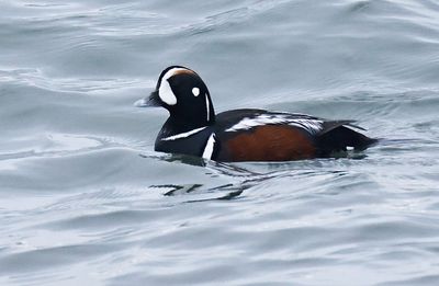 Harlequin Duck 
