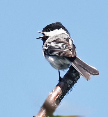 Black-capped Chickadee 