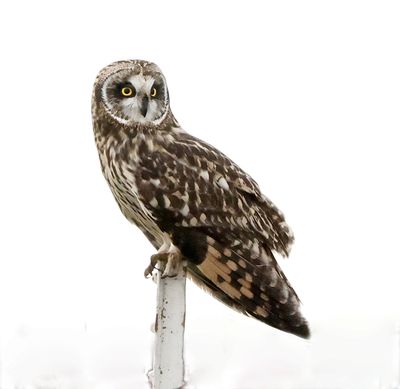 shorteared_owl