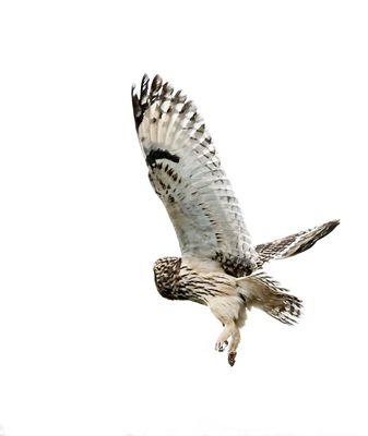 shorteared_owl