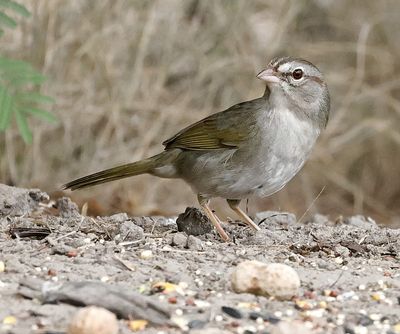 Olive Sparrow 