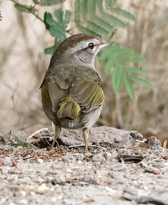 Olive Sparrow