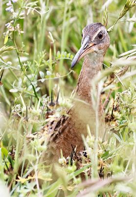 King Rail 