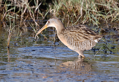 Clapper Rail