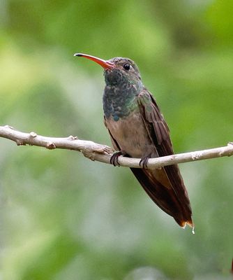 Buff-bellied Hummingbird 