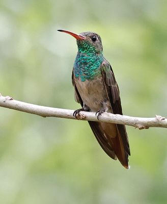 Buff-bellied Hummingbird 