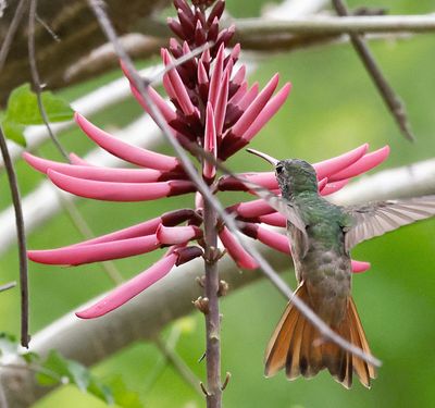 Buff-bellied Hummingbird 