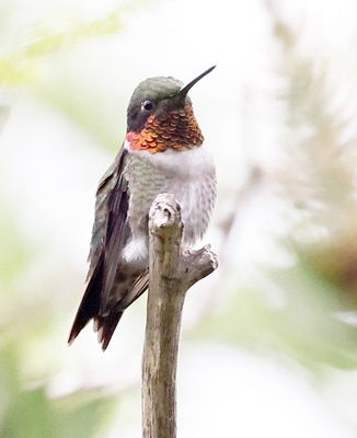 Ruby-throated Hummingbird