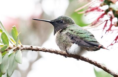 Ruby-throated Hummingbird 
