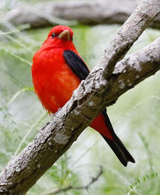 Scarlet Tanager 