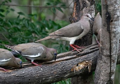 White-tipped & White-winged Doves