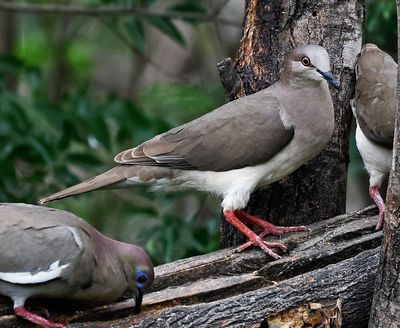 whitetipped_dove