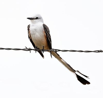 Scissor-tailed Flycatcher 