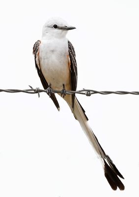 Scissor-tailed Flycatcher 