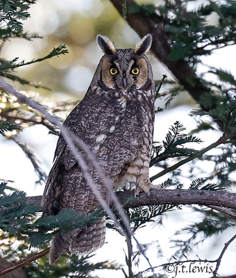 Long-eared Owl