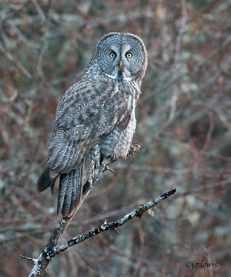 Great-gray Owl 