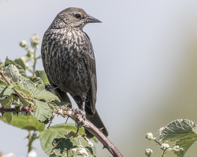 Tricolored Blackbird 