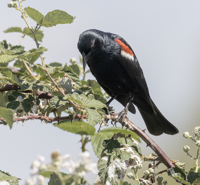 Tricolored Blackbird 