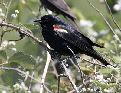 Tricolored Blackbird 