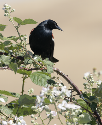 Tricolored Blackbird 