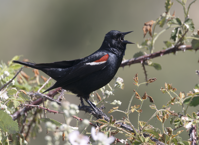 Tricolored Blackbird