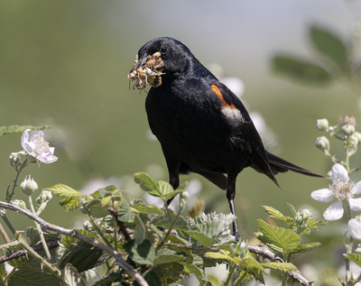 Tricolored Blackbird