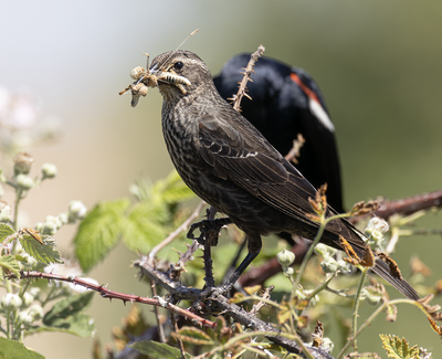 Tricolored Blackbird 