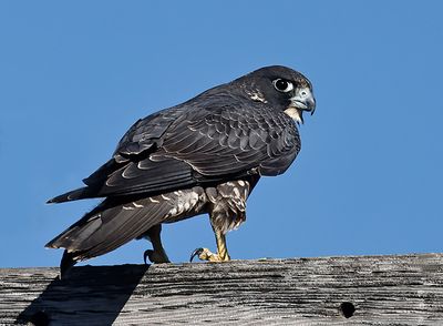 peregrine_falcon