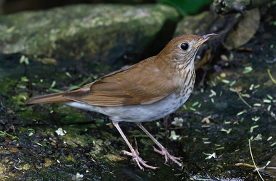 veery