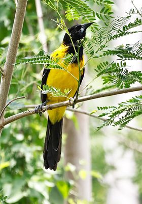 Audubon's Oriole