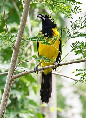 Audubon's Oriole