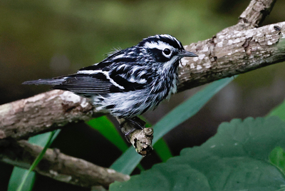 black_and_white_warbler