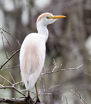 cattle_egret