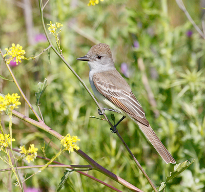 ashthroated_flycatcher