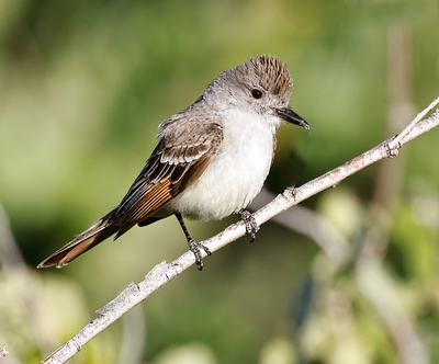 Ash-throated Flycatcher 