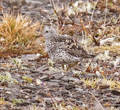 Surfbird 