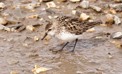 semipalmated_sandpiper