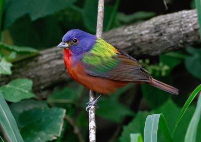 Painted Bunting 