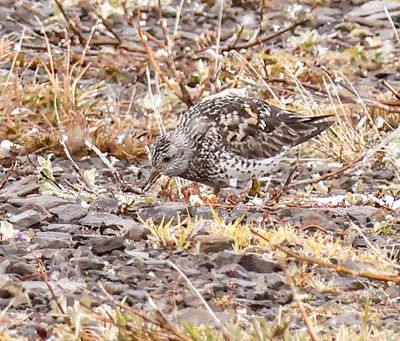 Surfbird 