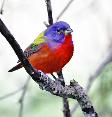 Painted Bunting